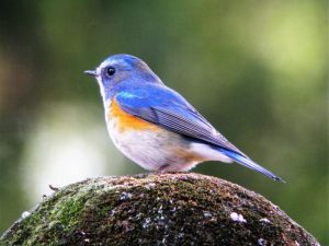 野鳥観察会 @ バードサンクチュアリと園内